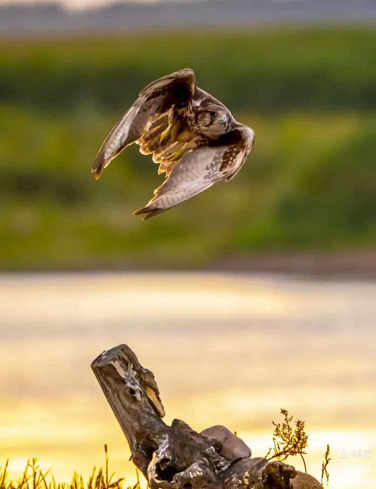 摔跤夜战:天山银狐队逆转洞庭猎隼队,主帅临场妙招门前嗅觉决定胜负 摔跤夜战:天山银狐队逆转洞庭猎隼队,主帅临场妙招门前嗅觉决定胜负